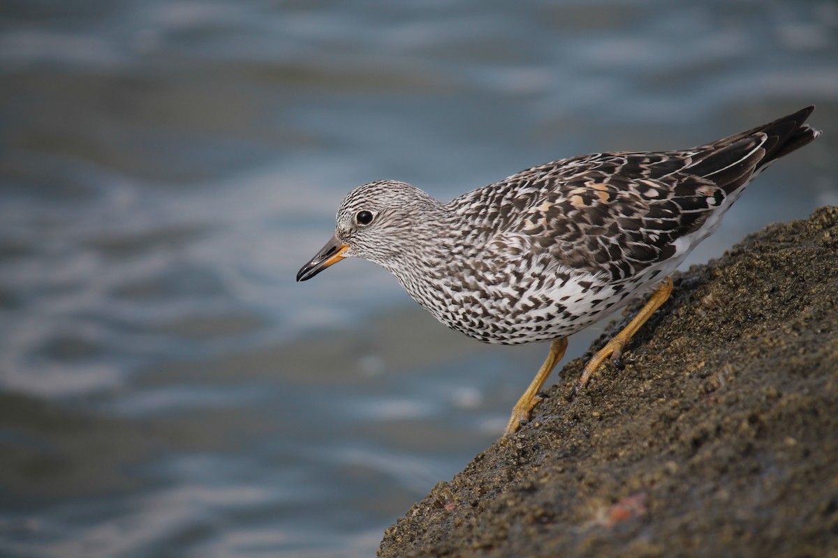 Surfbird - Stephan Lorenz