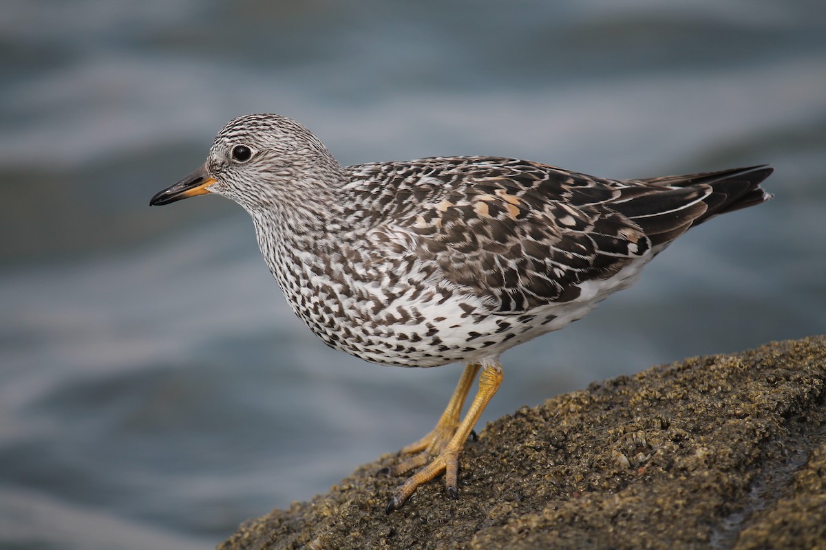 Surfbird - ML247681211