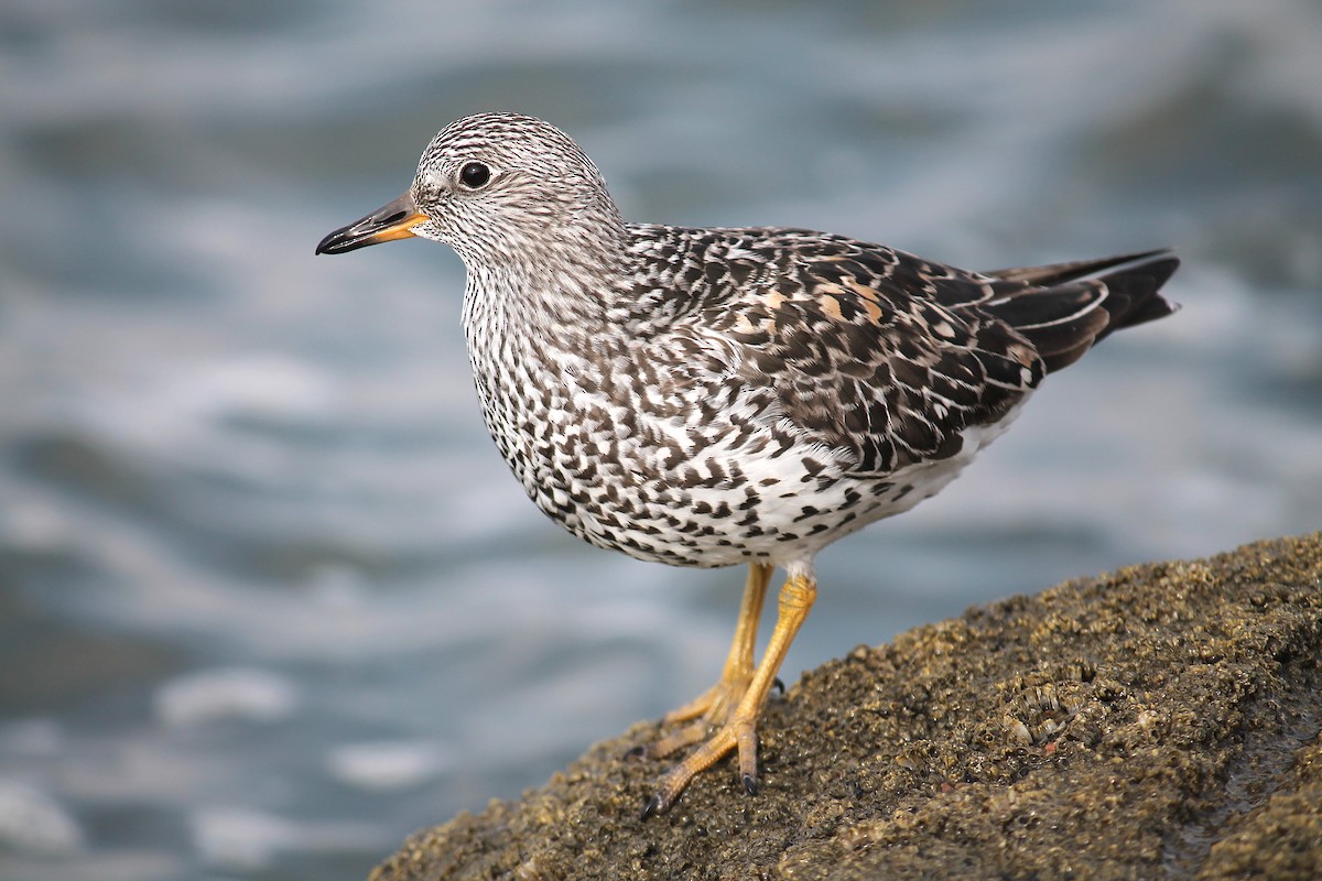 Surfbird - ML247681391