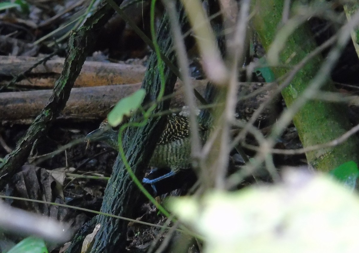 Fasciated Antshrike - ML247681741