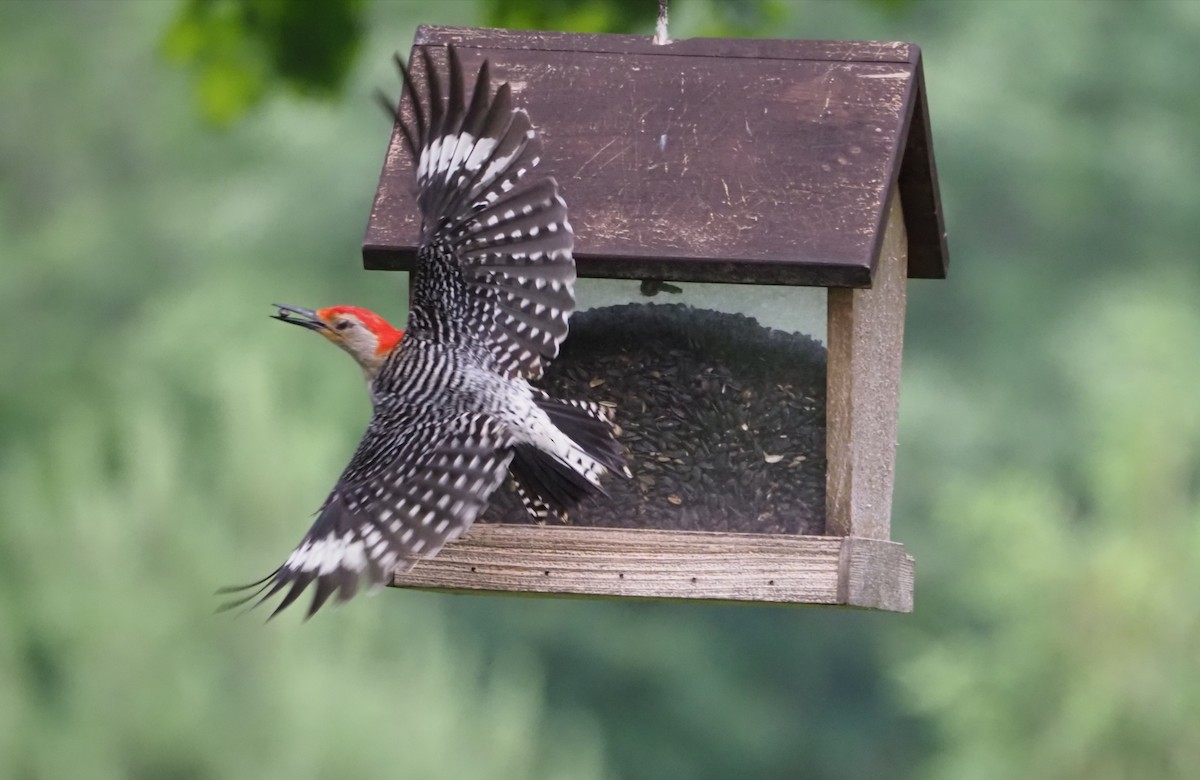 Red-bellied Woodpecker - ML247683941