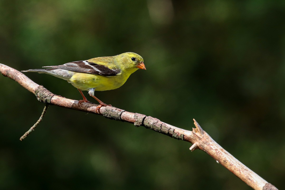 American Goldfinch - ML247683961