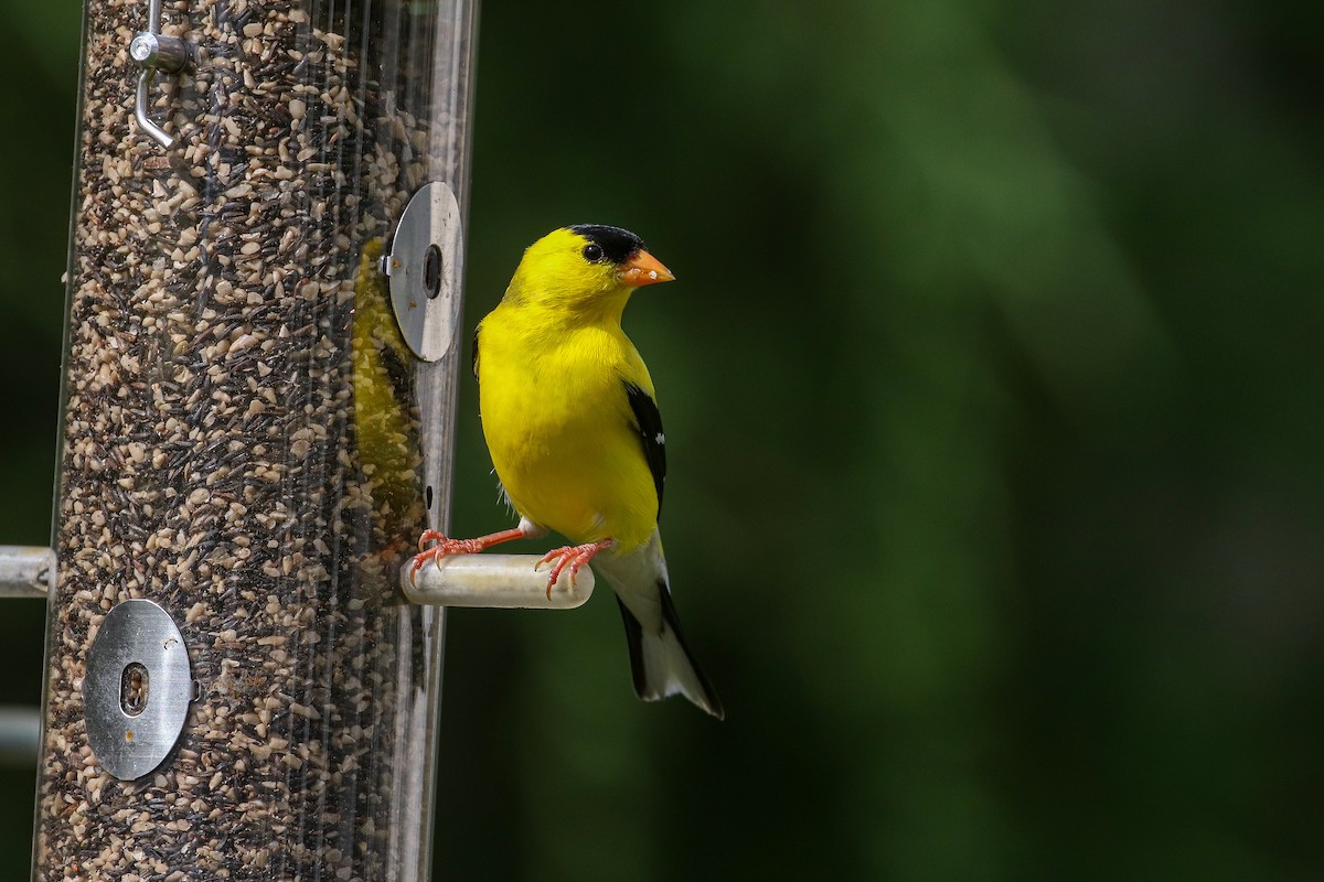 American Goldfinch - ML247683981