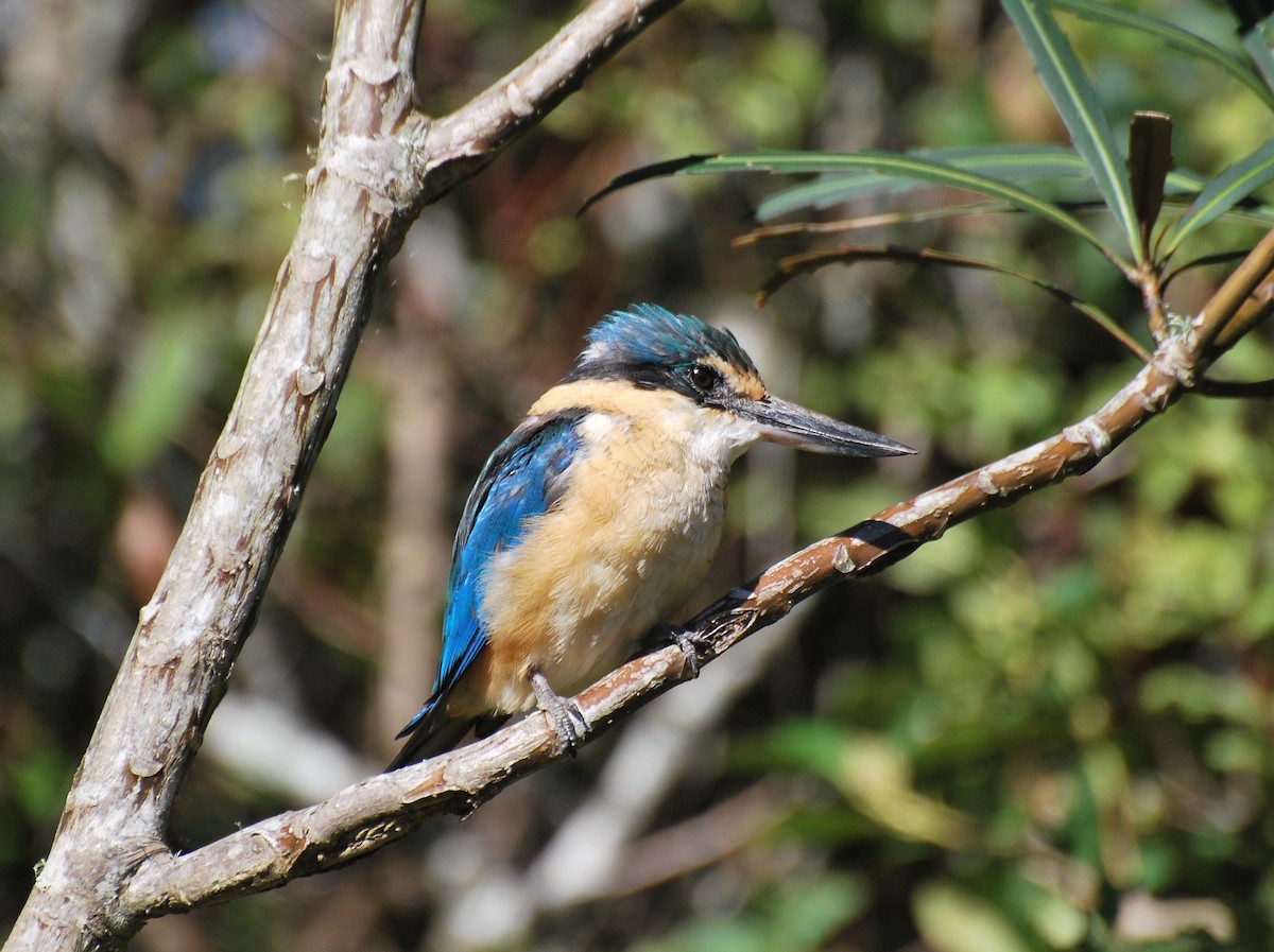 Sacred Kingfisher - Carol Riddell