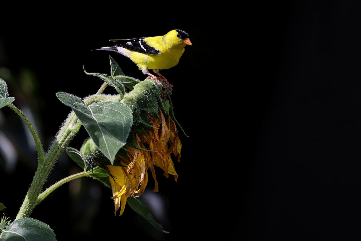 American Goldfinch - ML247684231