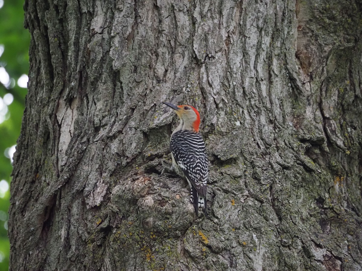 Red-bellied Woodpecker - ML247684251