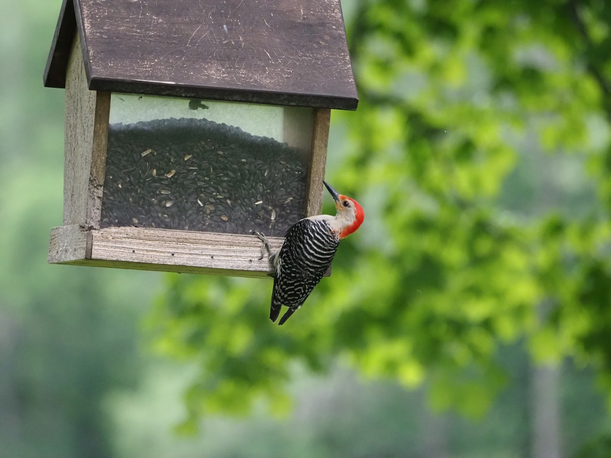 Red-bellied Woodpecker - ML247684361