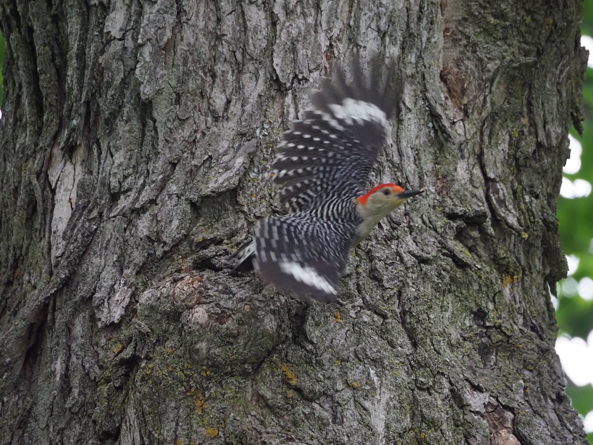 Red-bellied Woodpecker - ML247684631