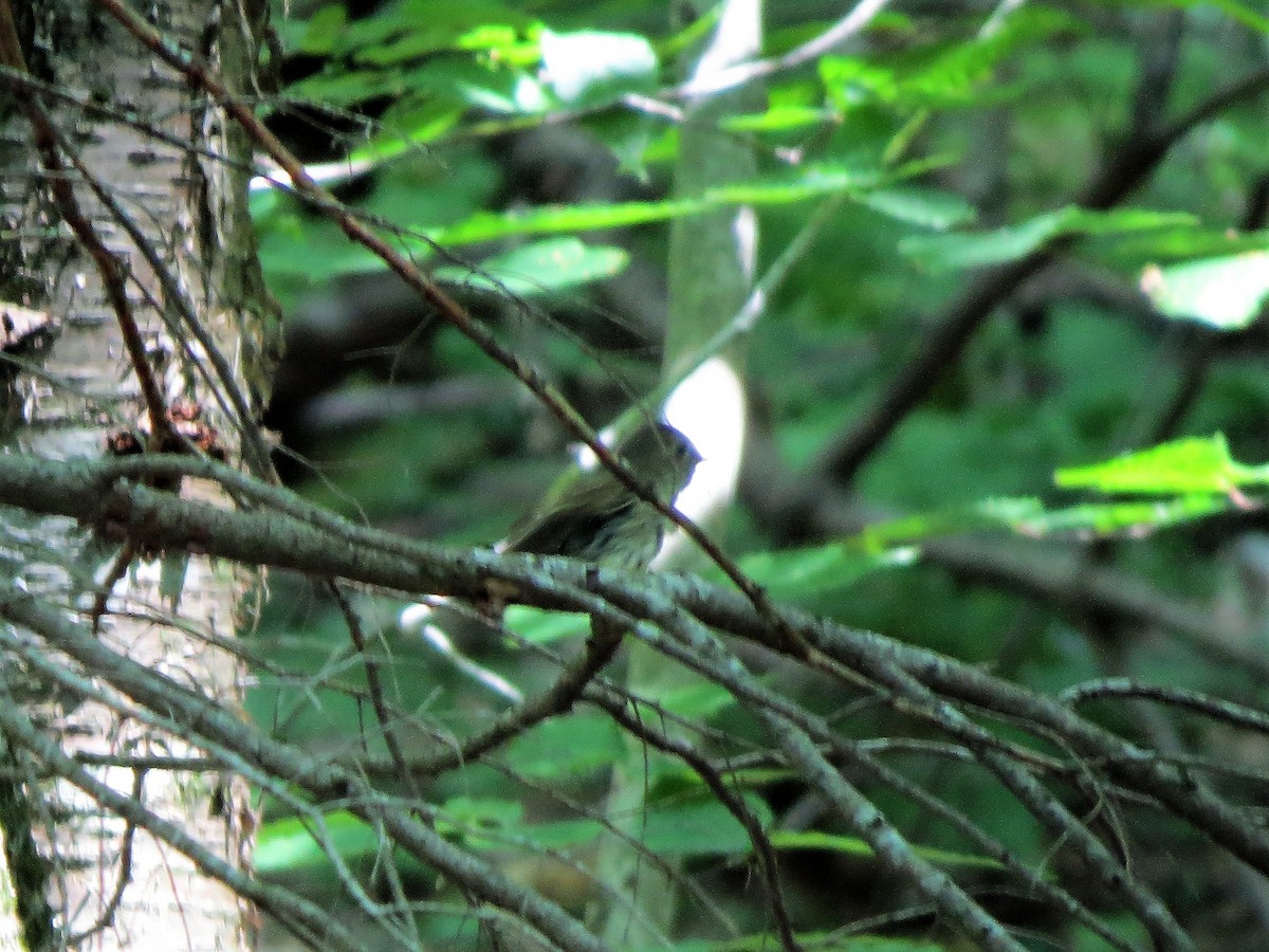 Acadian Flycatcher - Herb Myers