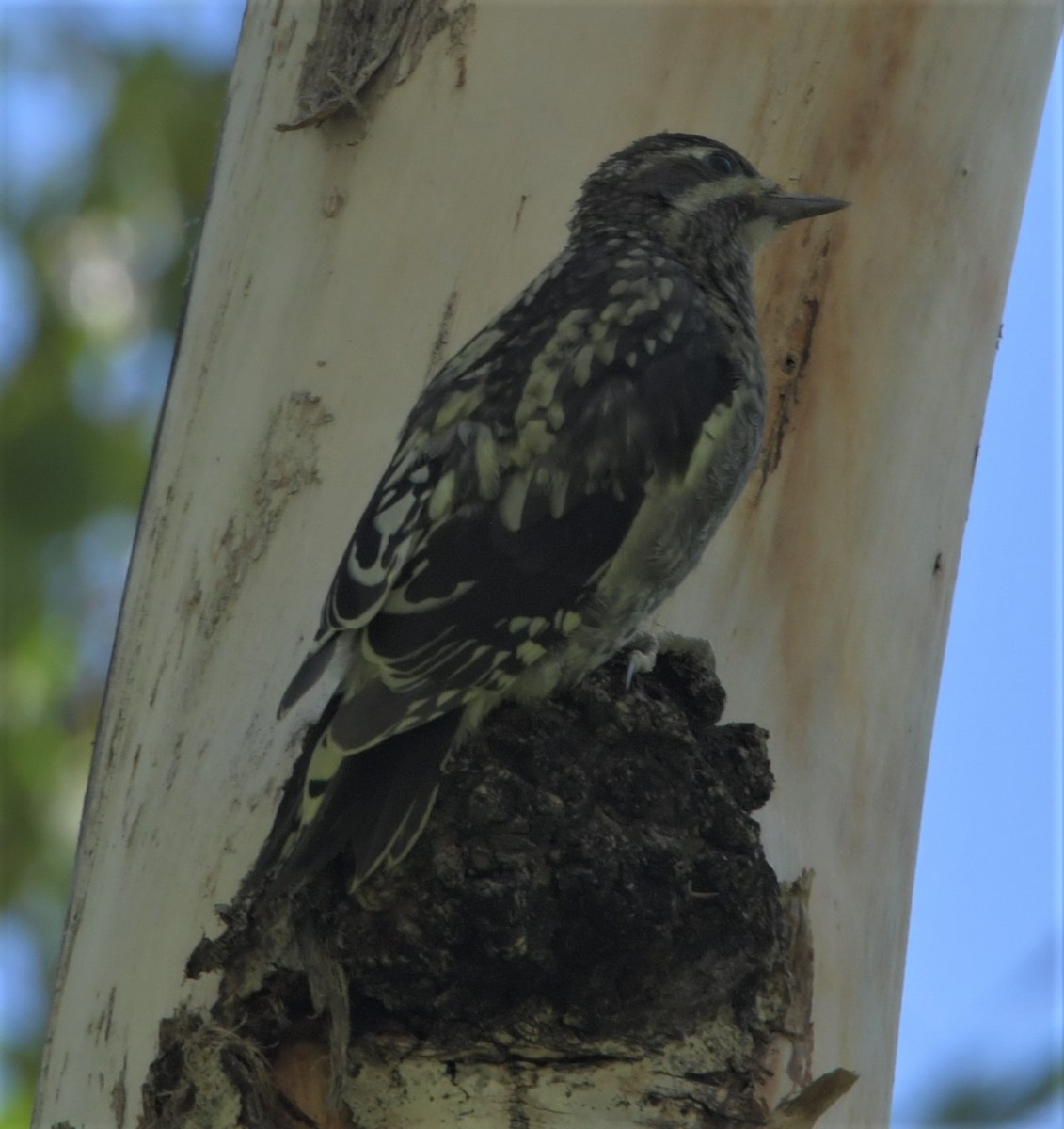 Red-naped Sapsucker - Sheridan Samano