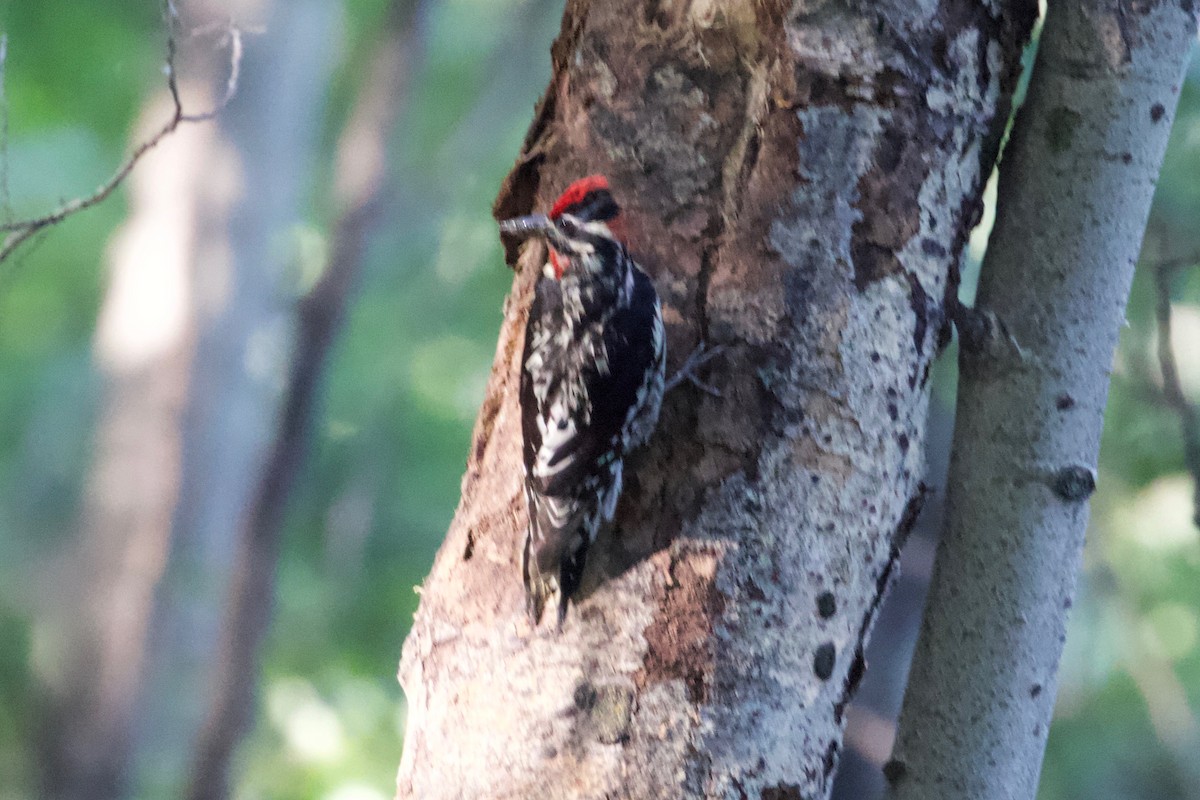 Red-naped Sapsucker - ML247690261