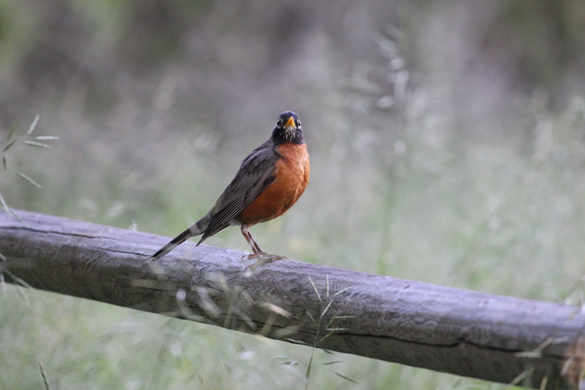 American Robin - ML247691131