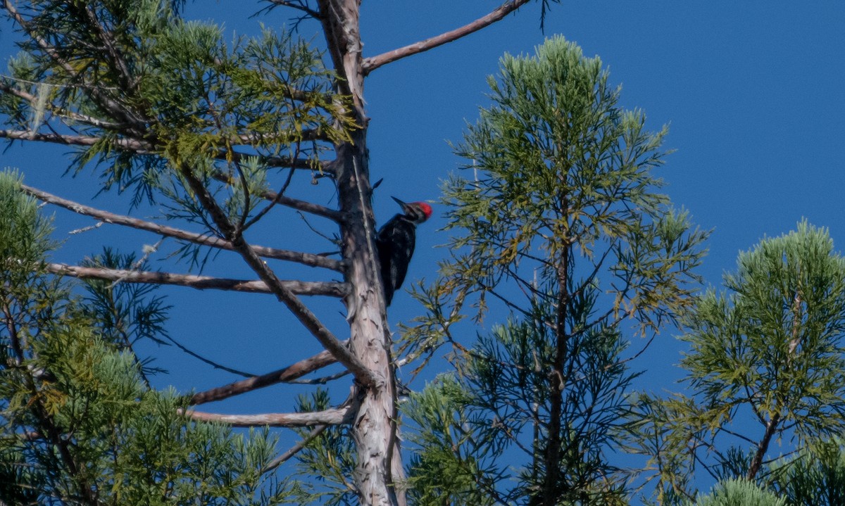 Pileated Woodpecker - ML247691151