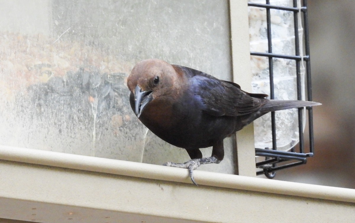 Brown-headed Cowbird - ML247692541