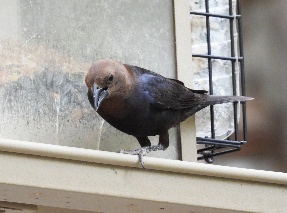 Brown-headed Cowbird - ML247692561