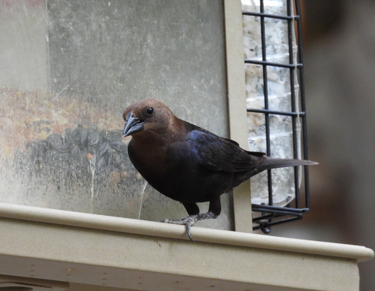 Brown-headed Cowbird - ML247692571