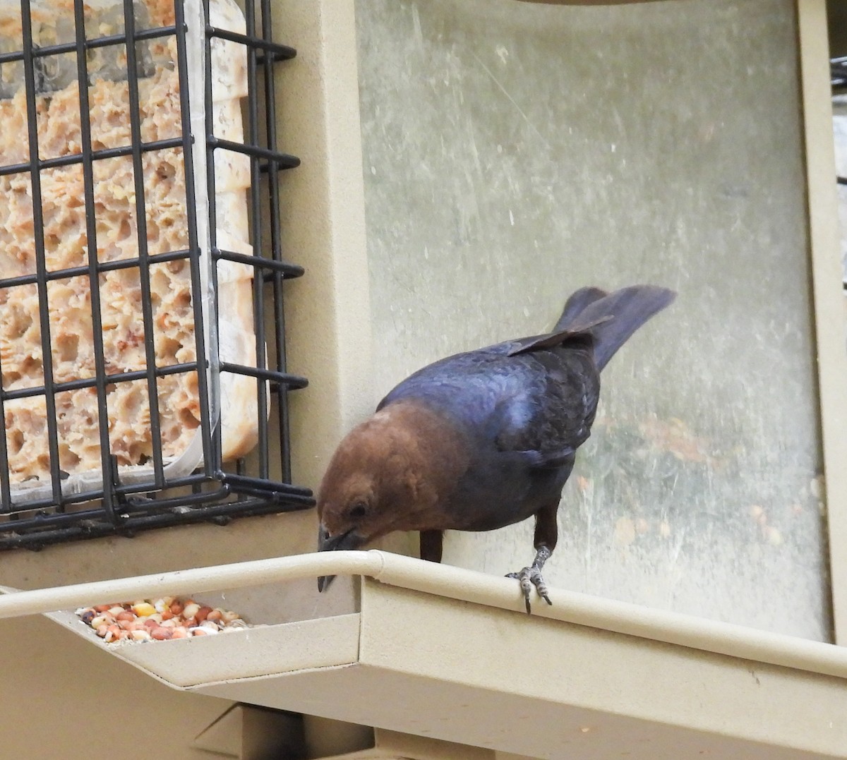 Brown-headed Cowbird - ML247692581