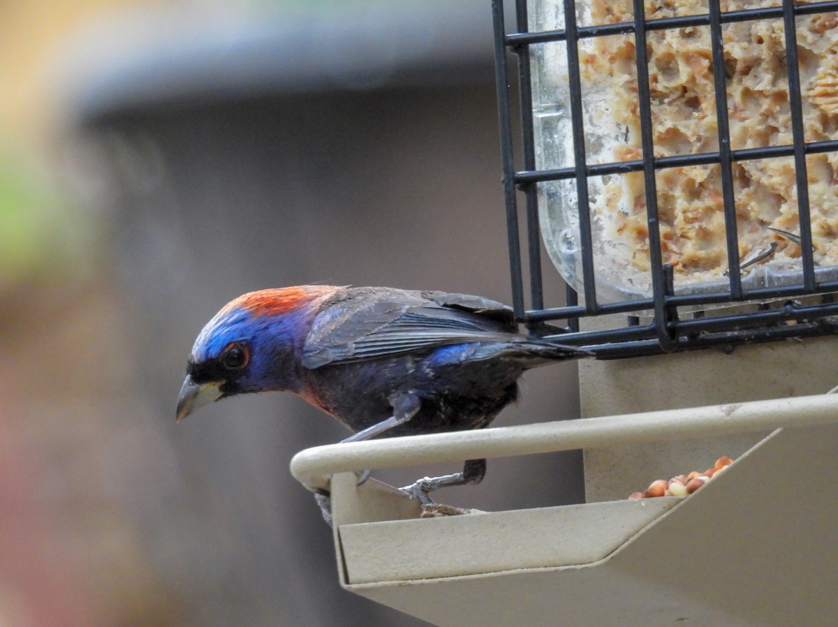 Varied Bunting - Jim Tonkinson