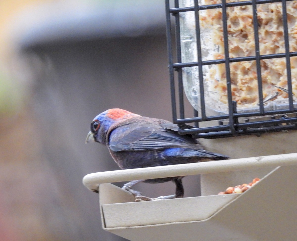 Varied Bunting - ML247693411