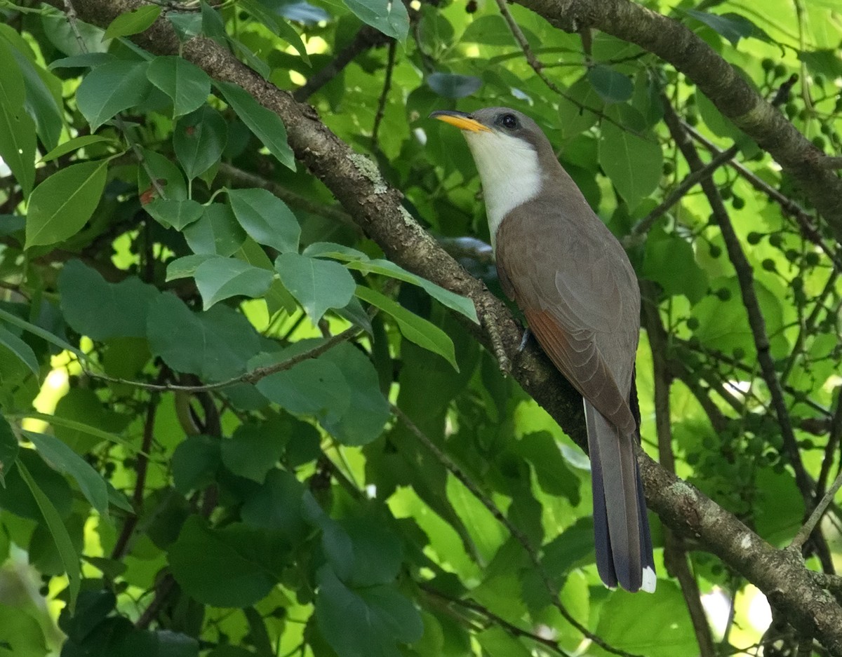 Yellow-billed Cuckoo - ML247693831