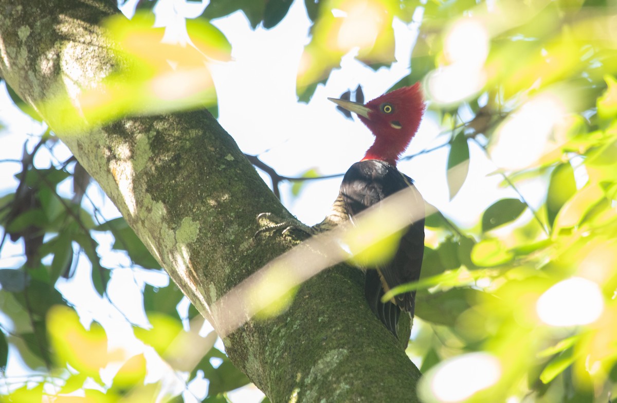 Robust Woodpecker - ML247693851