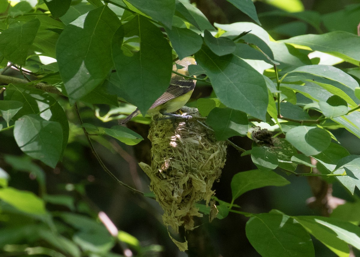 White-eyed Vireo - Mark R Johnson