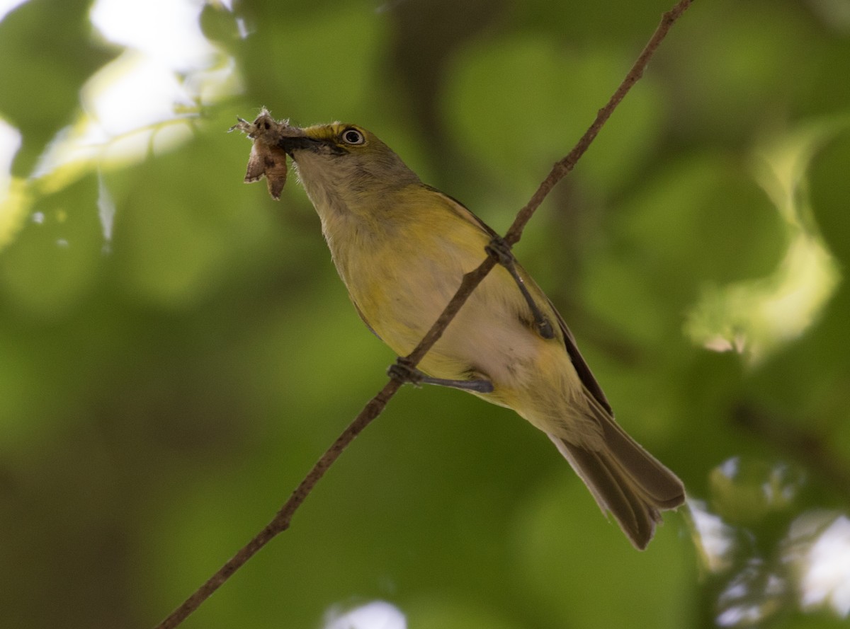 White-eyed Vireo - Mark R Johnson