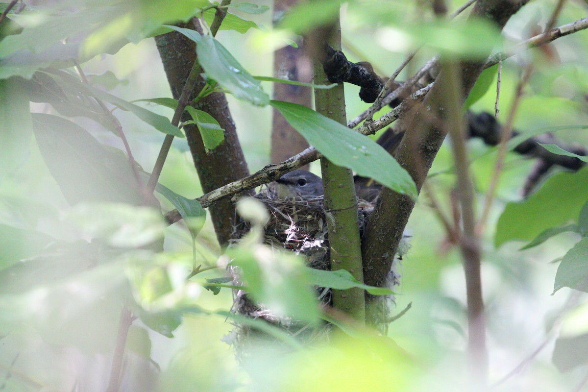 American Redstart - ML247694601