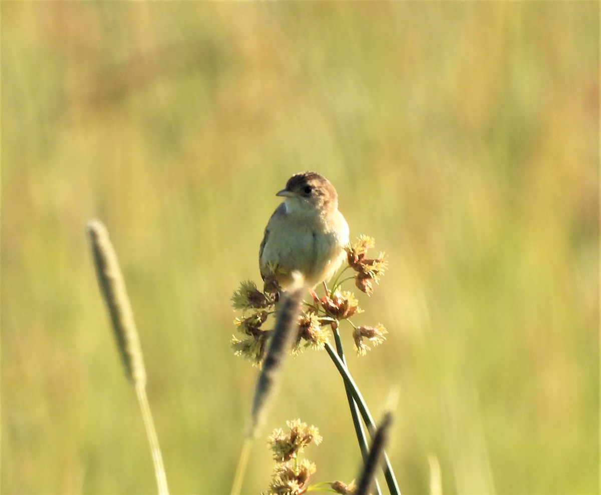 Sedge Wren - ML247694811