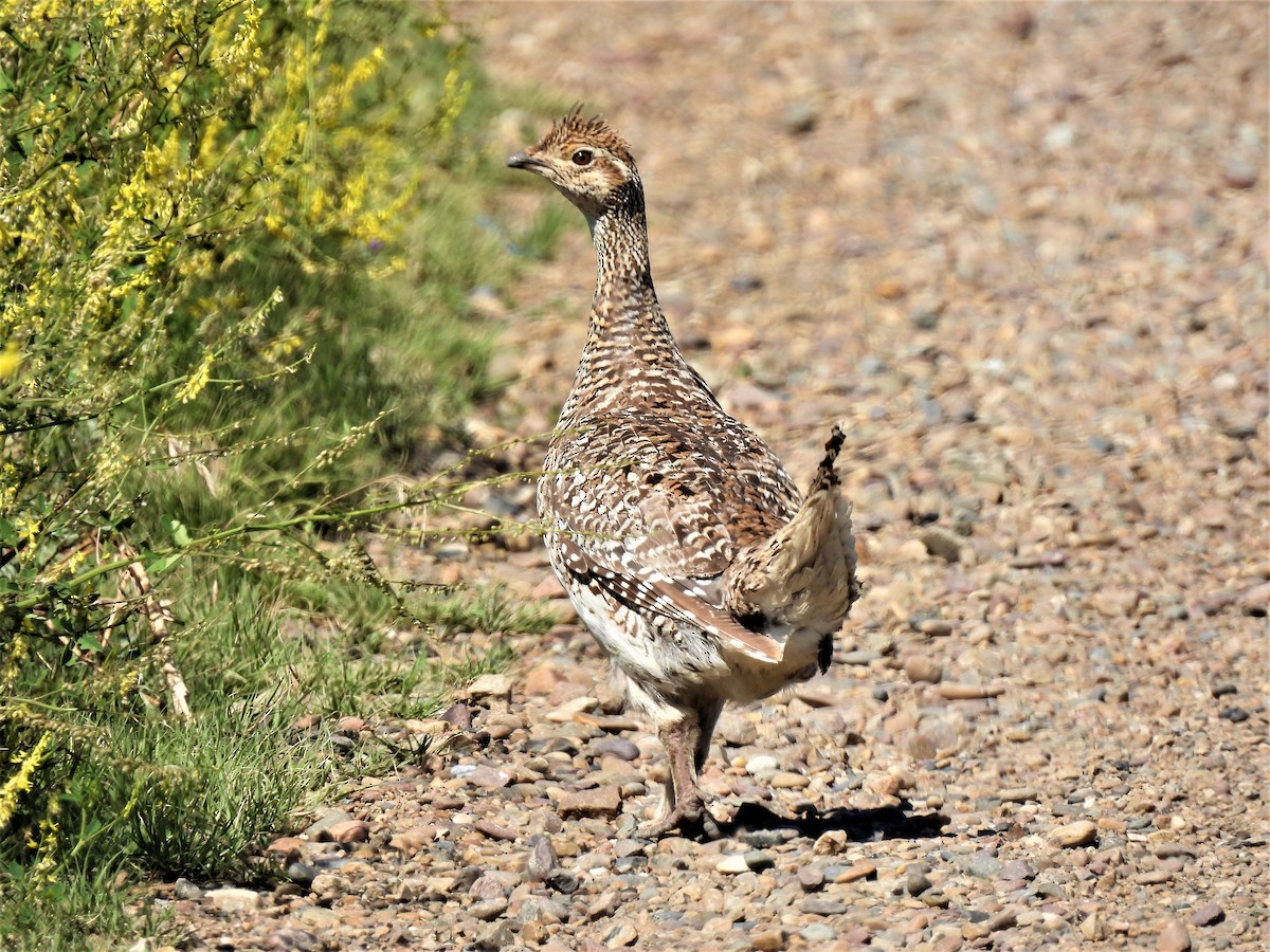 Sharp-tailed Grouse - ML247694881