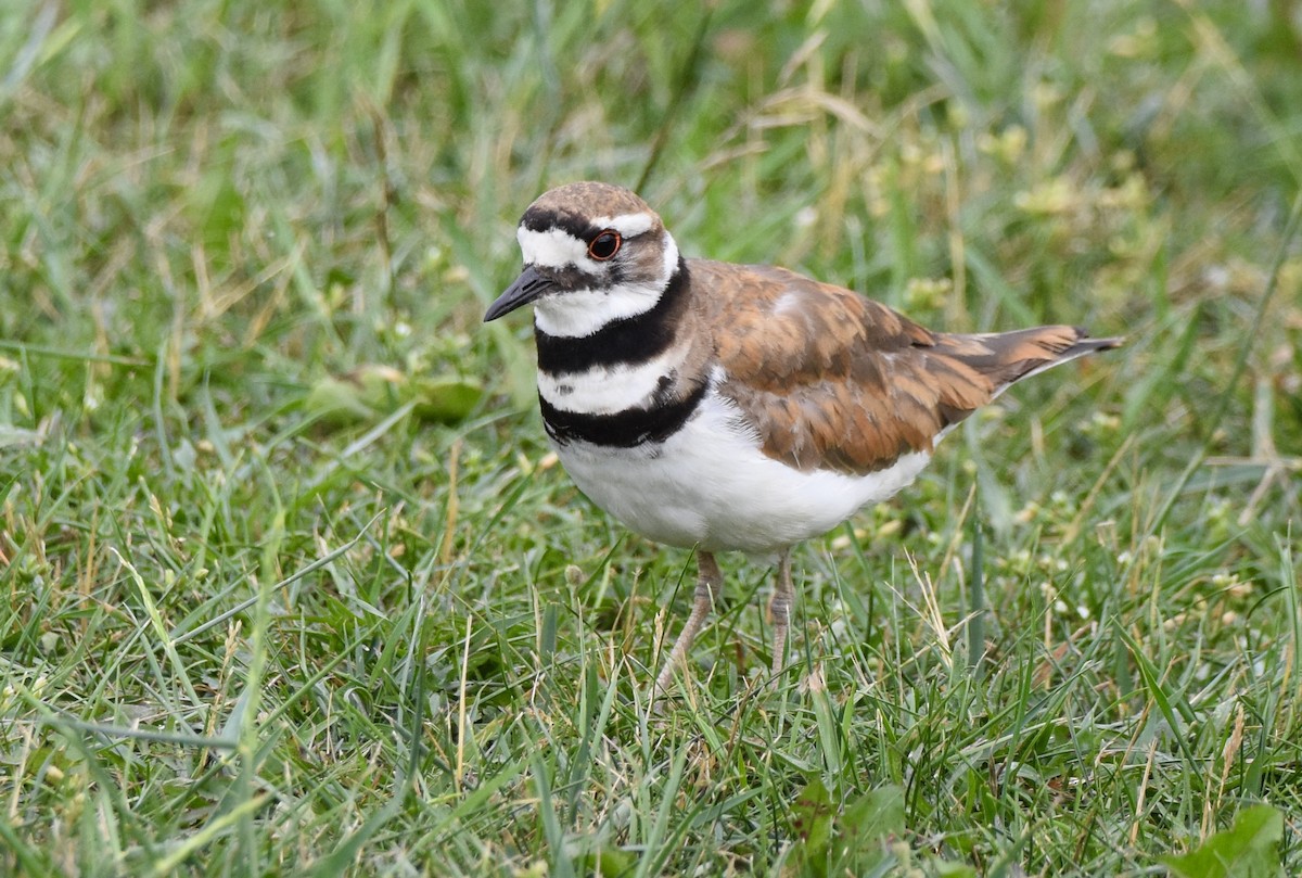 Killdeer - Benoit Goyette