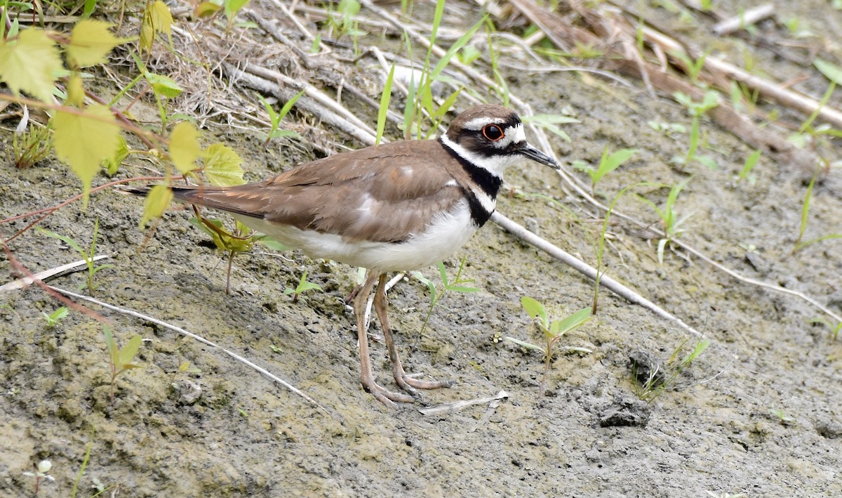 Killdeer - Benoit Goyette