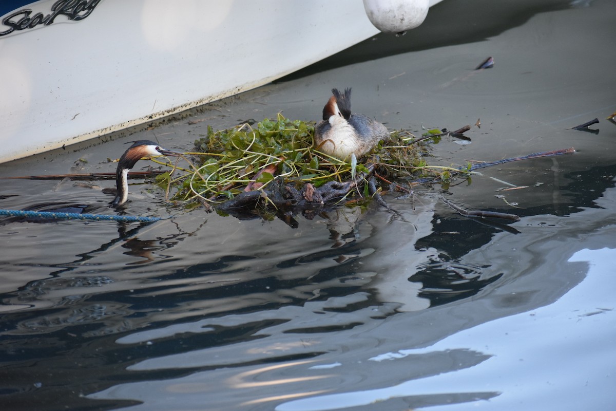 Great Crested Grebe - ML247695751