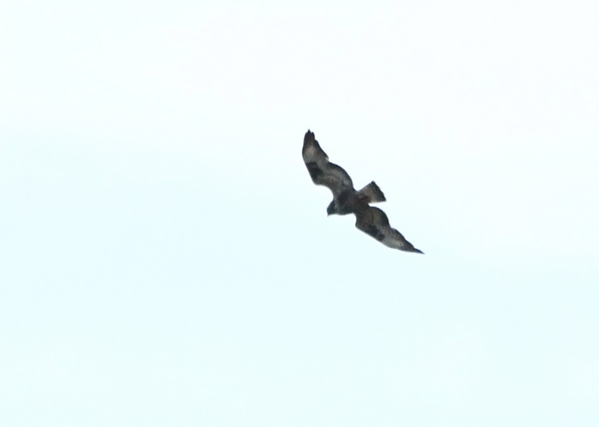 Rough-legged Hawk - ML247698421