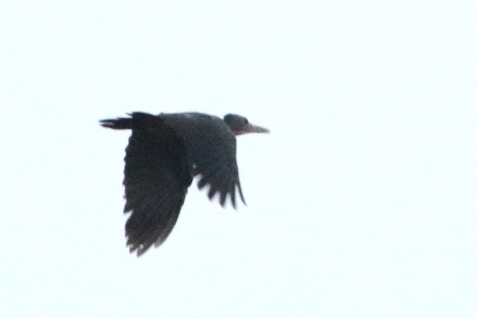 Great Slaty Woodpecker - John Diener