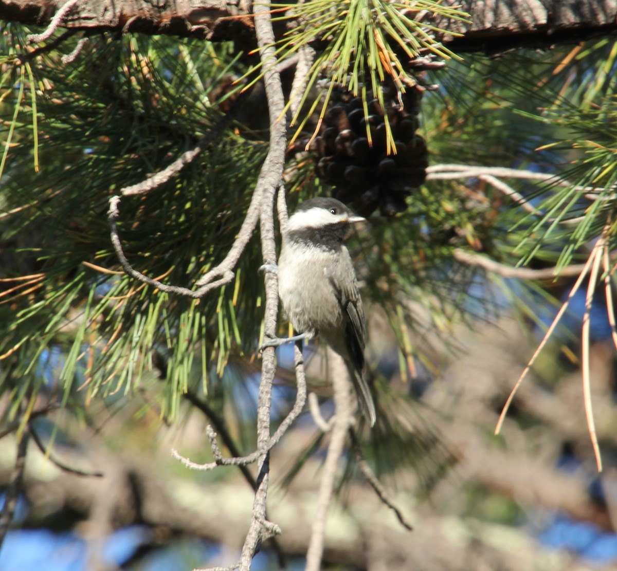 Mexican Chickadee - Laurel Barnhill