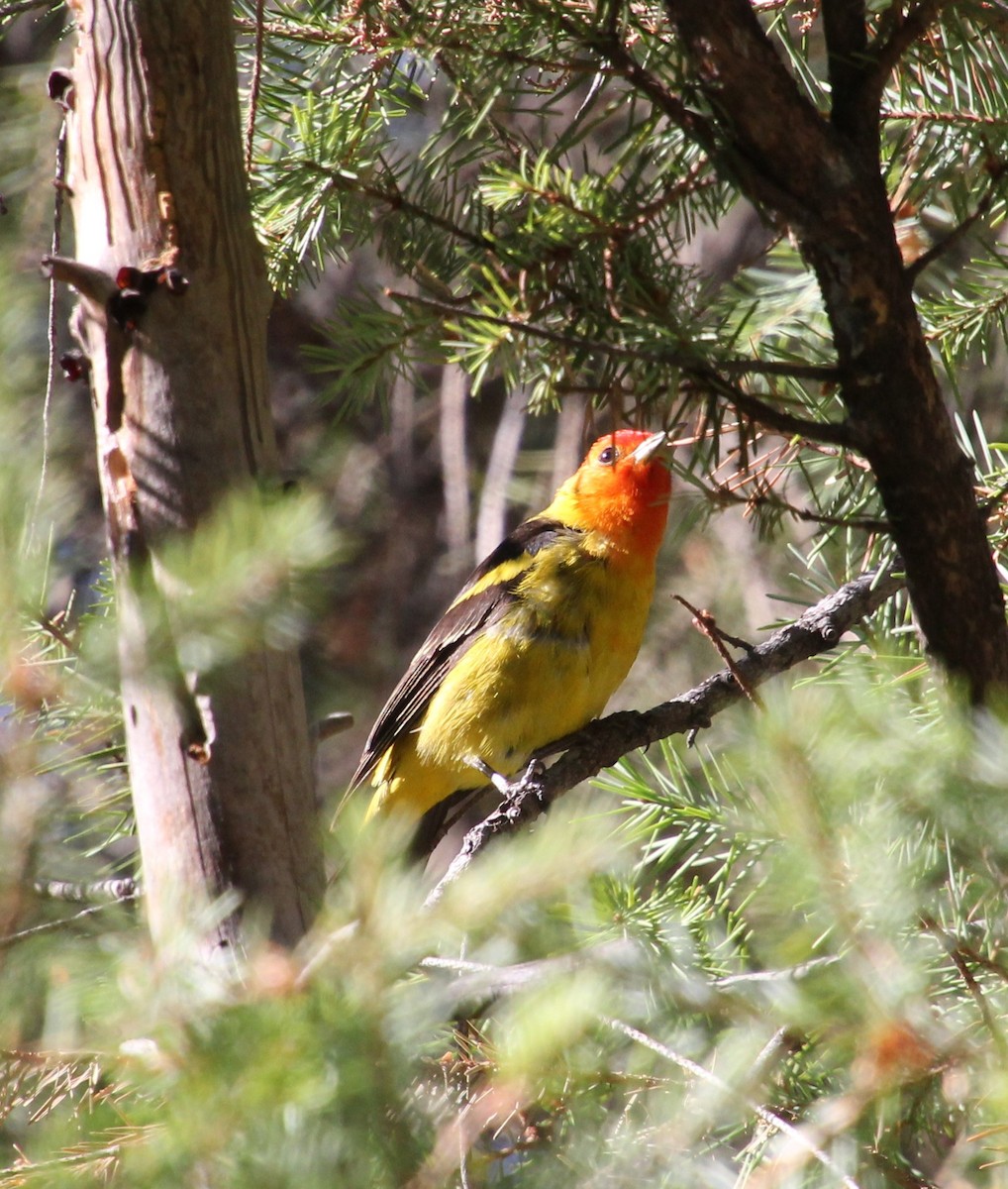 Western Tanager - Laurel Barnhill