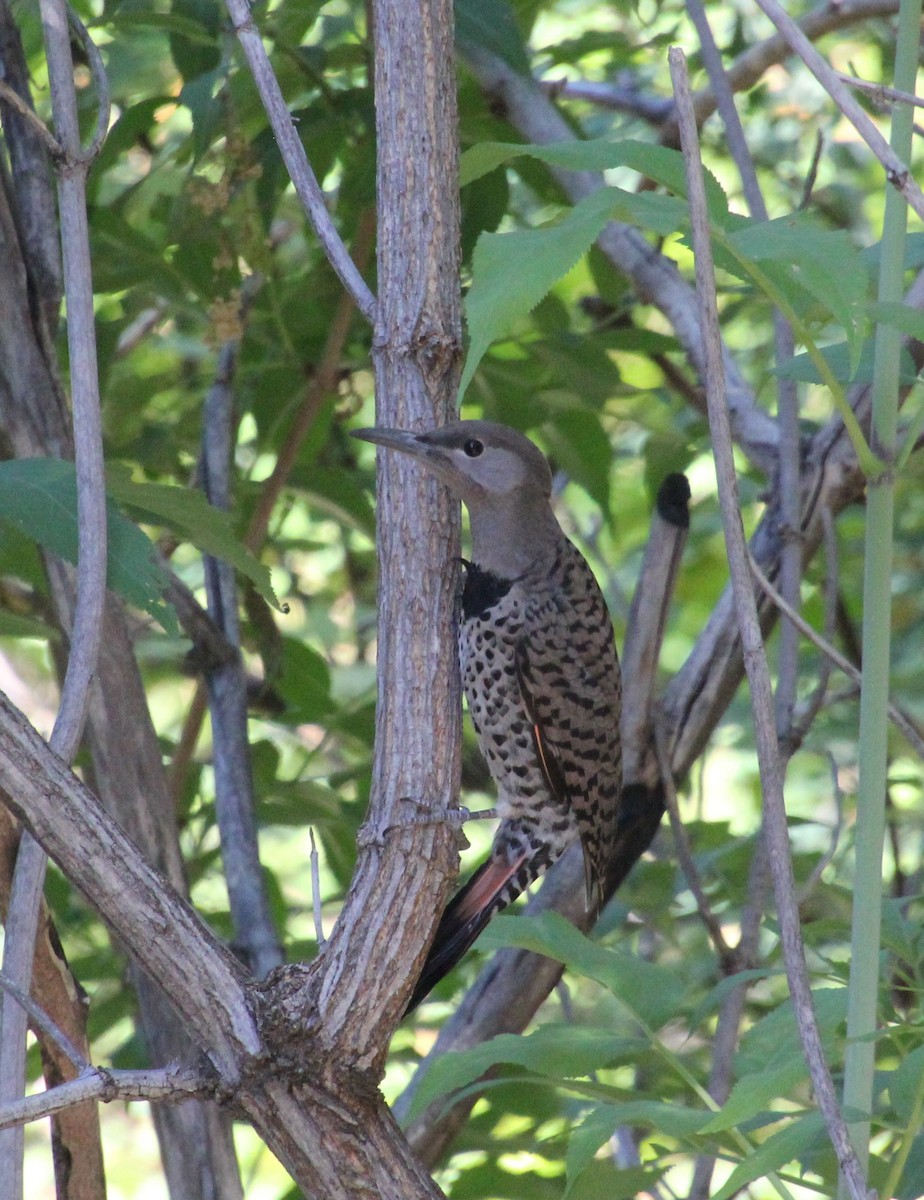 Northern Flicker (Red-shafted) - Laurel Barnhill