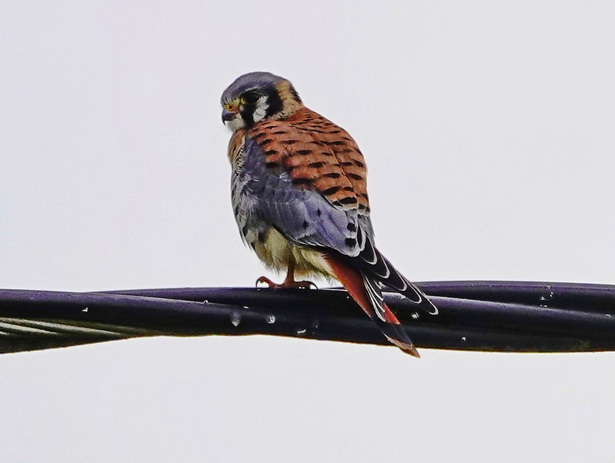 American Kestrel - ML247701721