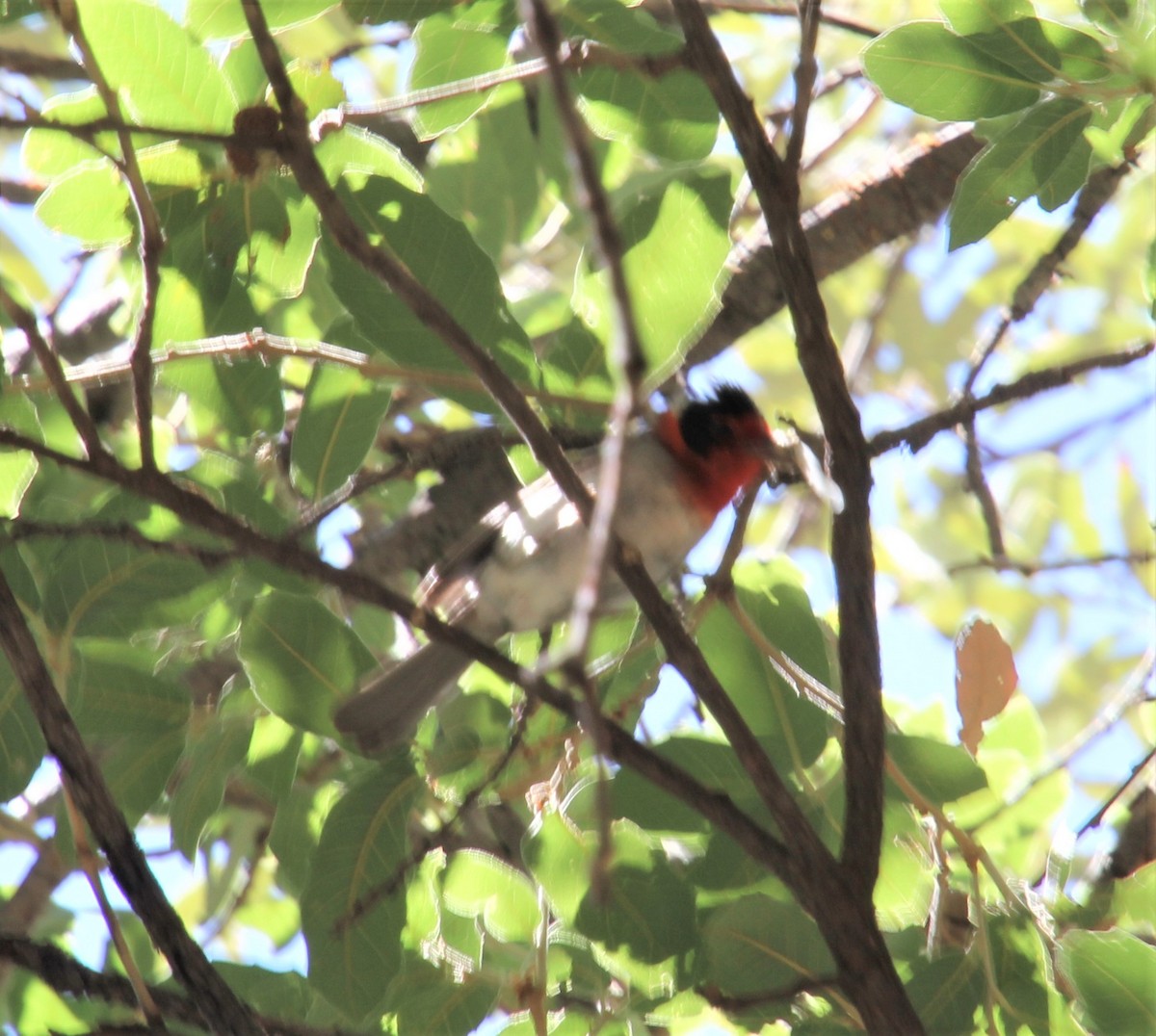 Red-faced Warbler - Laurel Barnhill