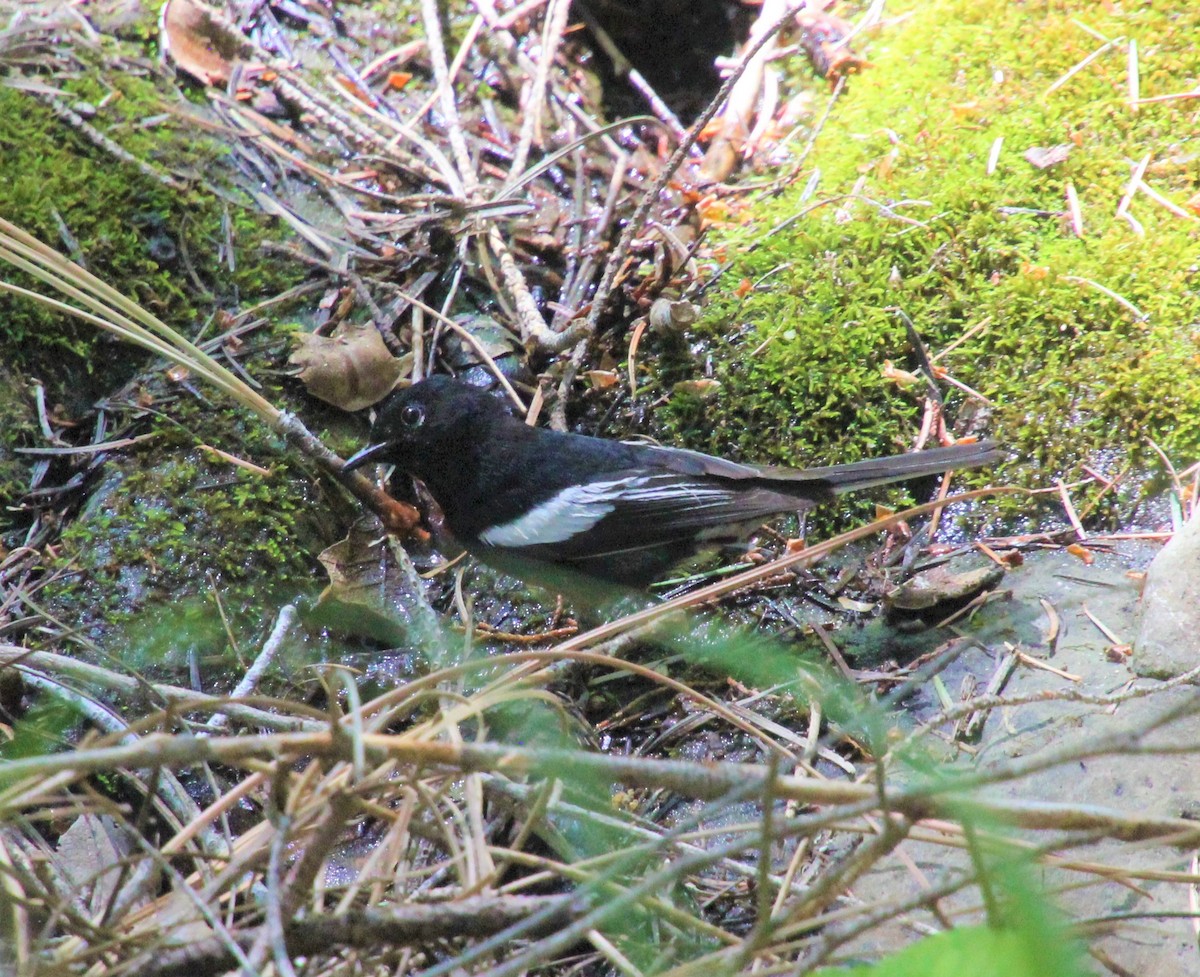 Painted Redstart - ML247702491