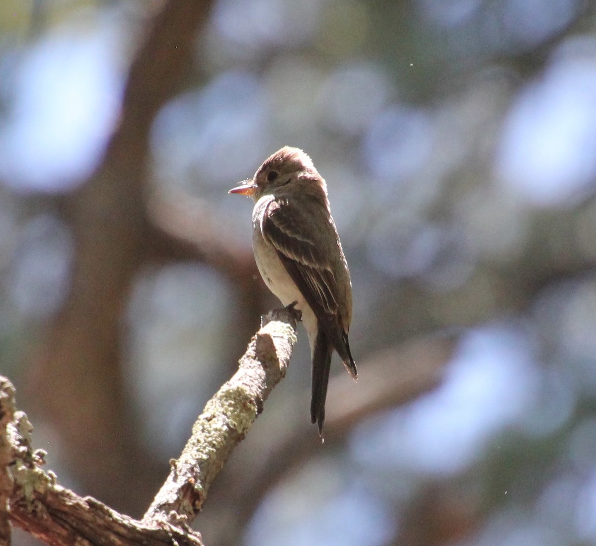 Western Wood-Pewee - ML247702581