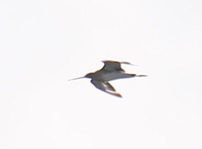 Black-tailed Godwit - ML247704031