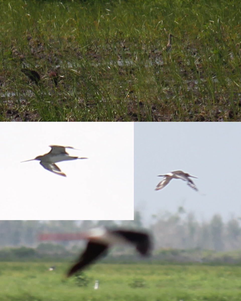 Black-tailed Godwit - ML247704041