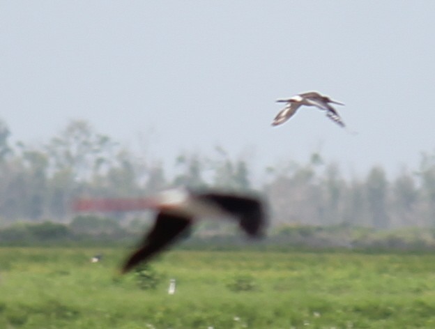 Black-tailed Godwit - ML247704081