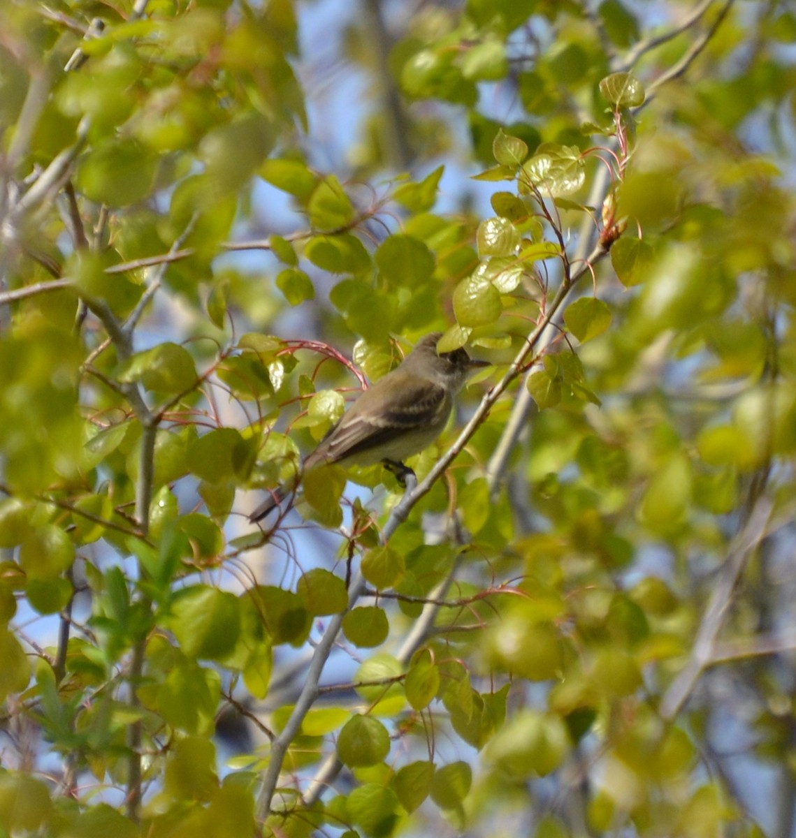 Willow Flycatcher - ML24770981