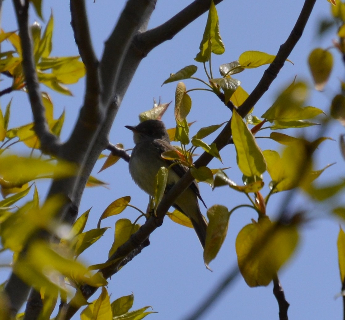 Willow Flycatcher - ML24770991