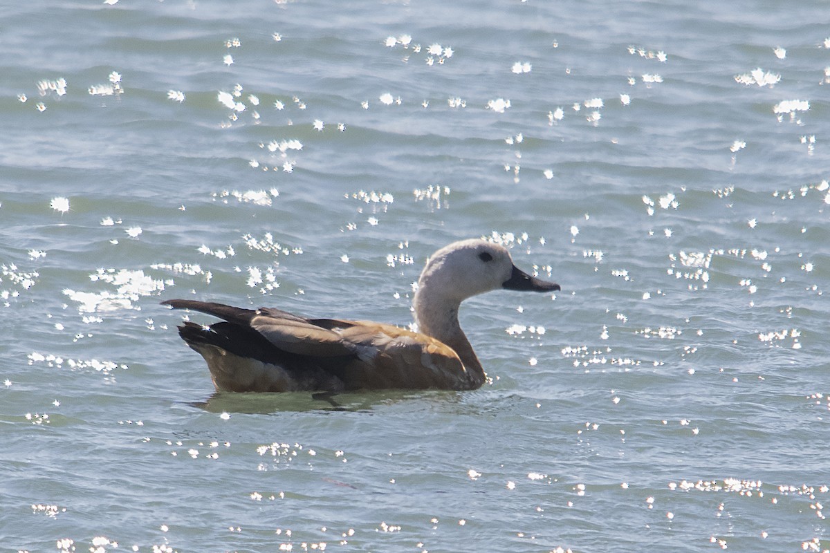 Ruddy Shelduck - ML247711841