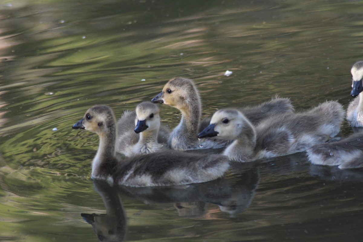 Canada Goose - Katie Warner