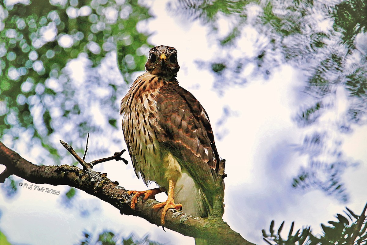 Cooper's Hawk - Rita Flohr